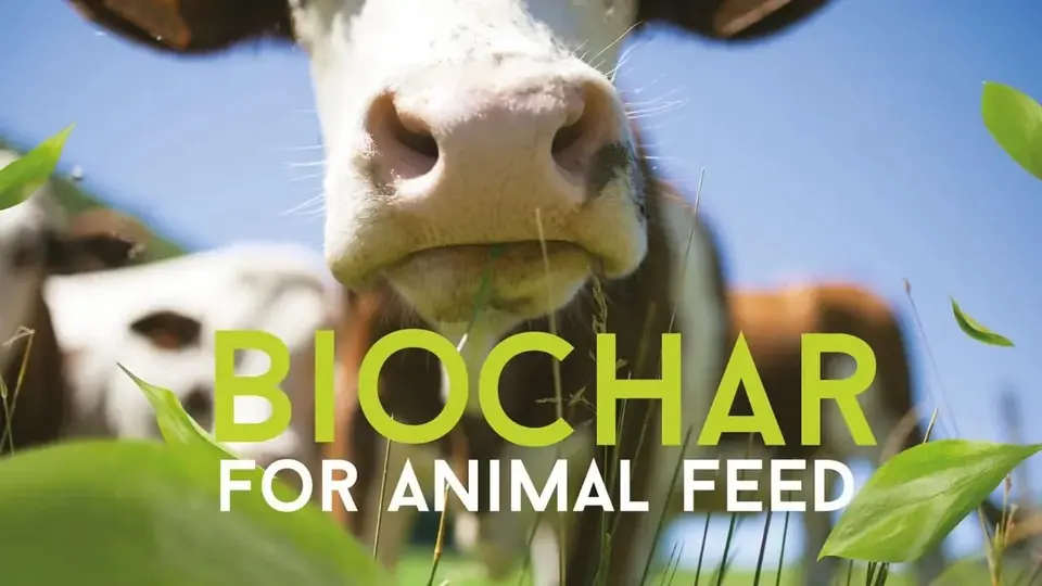 A close-up of a cow grazing in a field, with the words “Biochar for animal feed”.
